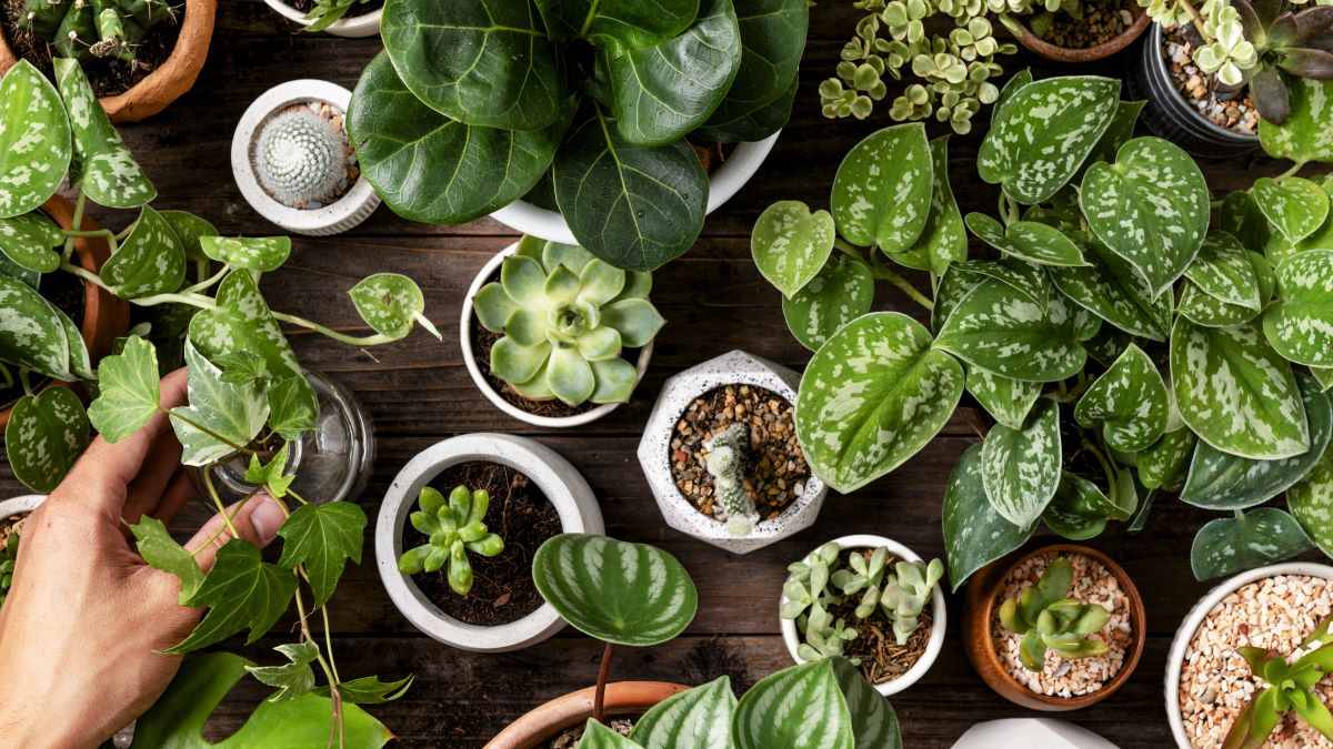 Rekomendasi Tanaman Outdoor yang Tahan Cuaca Panas & Kering