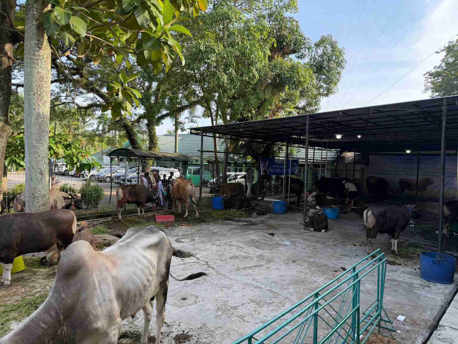 Disbunnak Kalsel Pastikan Ketersediaan dan Kesehatan Hewan Kurban