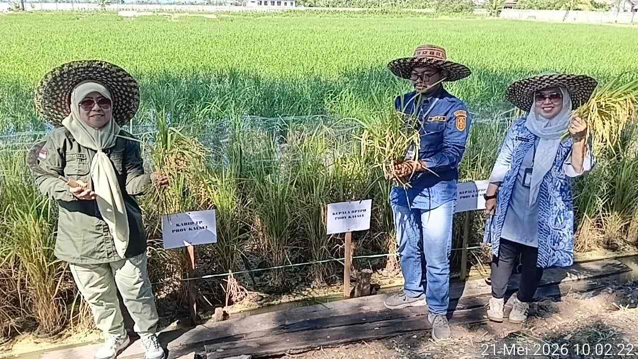 Panen Perdana Padi Apung di Sungai Tabuk, DPKP Kalsel Dorong Pemanfaatan Lahan Rawa