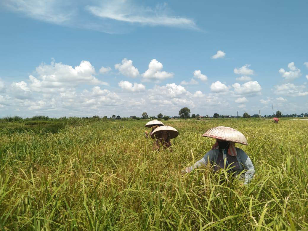 Pemprov Kalsel Perkuat Perlindungan Petani Lewat Program Asuransi Usaha Tani Padi