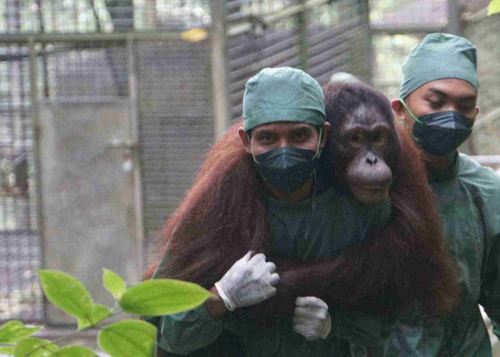 BNI Perkuat Komitmen ESG Lewat Konservasi Orangutan dan Rehabilitasi Hutan