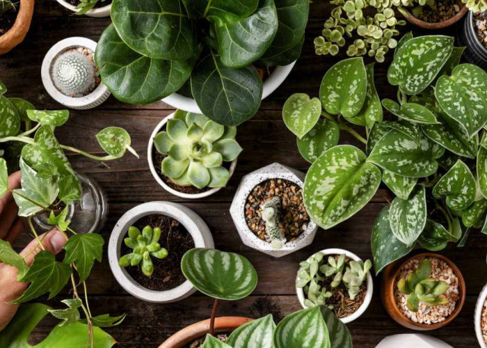 Rekomendasi Tanaman Outdoor yang Tahan Cuaca Panas & Kering