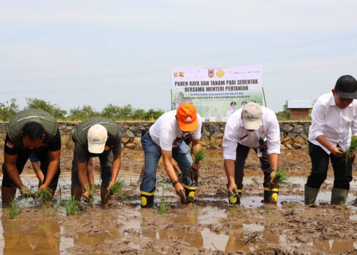 Kalsel Panen Raya dan Tanam Padi Di Batola, Produksi Padi Naik Jadi 1,3 Juta Ton
