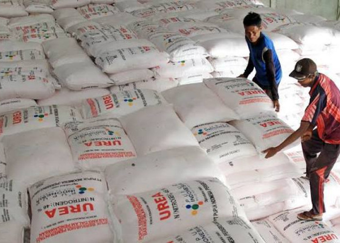 DPKP Kalsel Perketat Pengawasan Penyaluran Pupuk Bersubsidi di Kabupaten/Kota