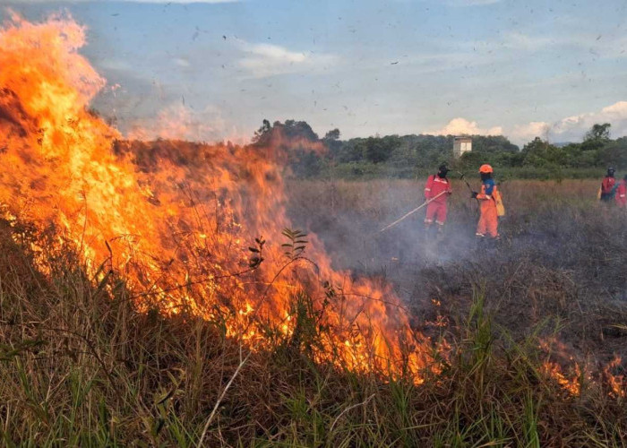BPBD Kalsel Gerak Cepat Padamkan Karhutla Dekat Perkantoran Gubernur dan Permukiman di Cempaka