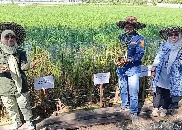 Panen Perdana Padi Apung di Sungai Tabuk, DPKP Kalsel Dorong Pemanfaatan Lahan Rawa