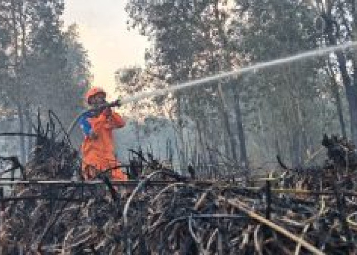 BPBD Kalsel Catat 157 Kejadian Karhutla, Operasi Darat dan Udara Terus Diperkuat