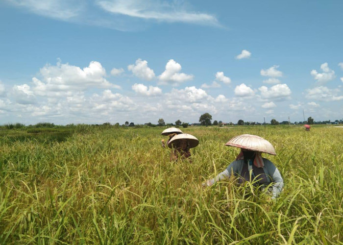 Pemprov Kalsel Perkuat Perlindungan Petani Lewat Program Asuransi Usaha Tani Padi