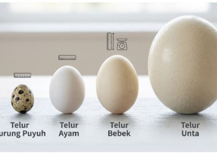 Perbandingan Telur Puyuh, Ayam, Bebek dan Unta, Mana yang Paling Bergizi?