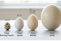 Perbandingan Telur Puyuh, Ayam, Bebek dan Unta, Mana yang Paling Bergizi?